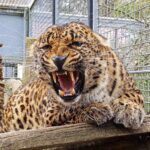 Dr. Doris Tesch: Ostern im Wildkatzenzentrum Felidae Tempelfelde 9 Wildkatzenzentrum Felidae