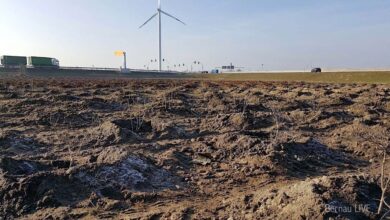 Bernau: 15.000 neue Pflanzen am Dreieck Barnim