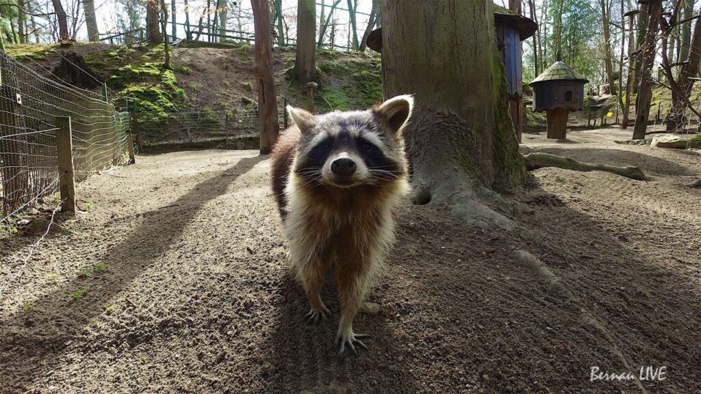 Einen schönen Samstag: Veranstaltungen und Osterfeuer für Bernau & Barnim 5 Ostern im Zoo Eberswalde