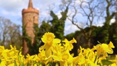 Bernau - Barnim - Stadtpark Bernau - Frühling - Ostern
