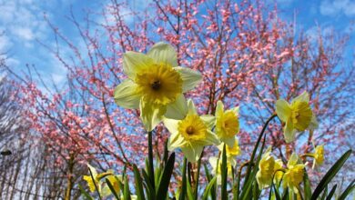 Frühling in Bernau