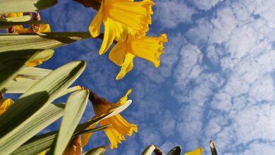 Bernau - Barnim: Sonne, Wochenende, Veranstaltungstipps