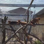 Tag des Artenschutzes: Wildkatzenzentrum Felidae in Tempelfelde 9 Wildkatzenzentrum Felidae