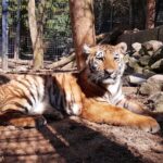 Tag des Artenschutzes: Wildkatzenzentrum Felidae in Tempelfelde 12 Wildkatzenzentrum Felidae