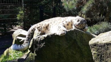 Wildkatzenzentrum Felidae