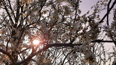 Bernau - Guten Morgen - Frühling