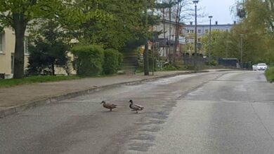 Bernau - Entenfamilie
