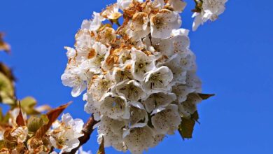 Kirschblüte in Bernau - Veranstaltungstipps