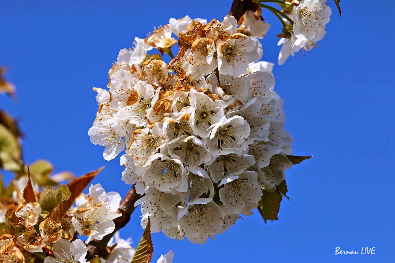 Guten Morgen, Ihr Lieben - hier sind unsere Veranstaltungstipps 10 Kirschblüte in Bernau - Veranstaltungstipps