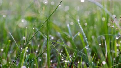 Guten Morgen, Bernau - Regen, Gras