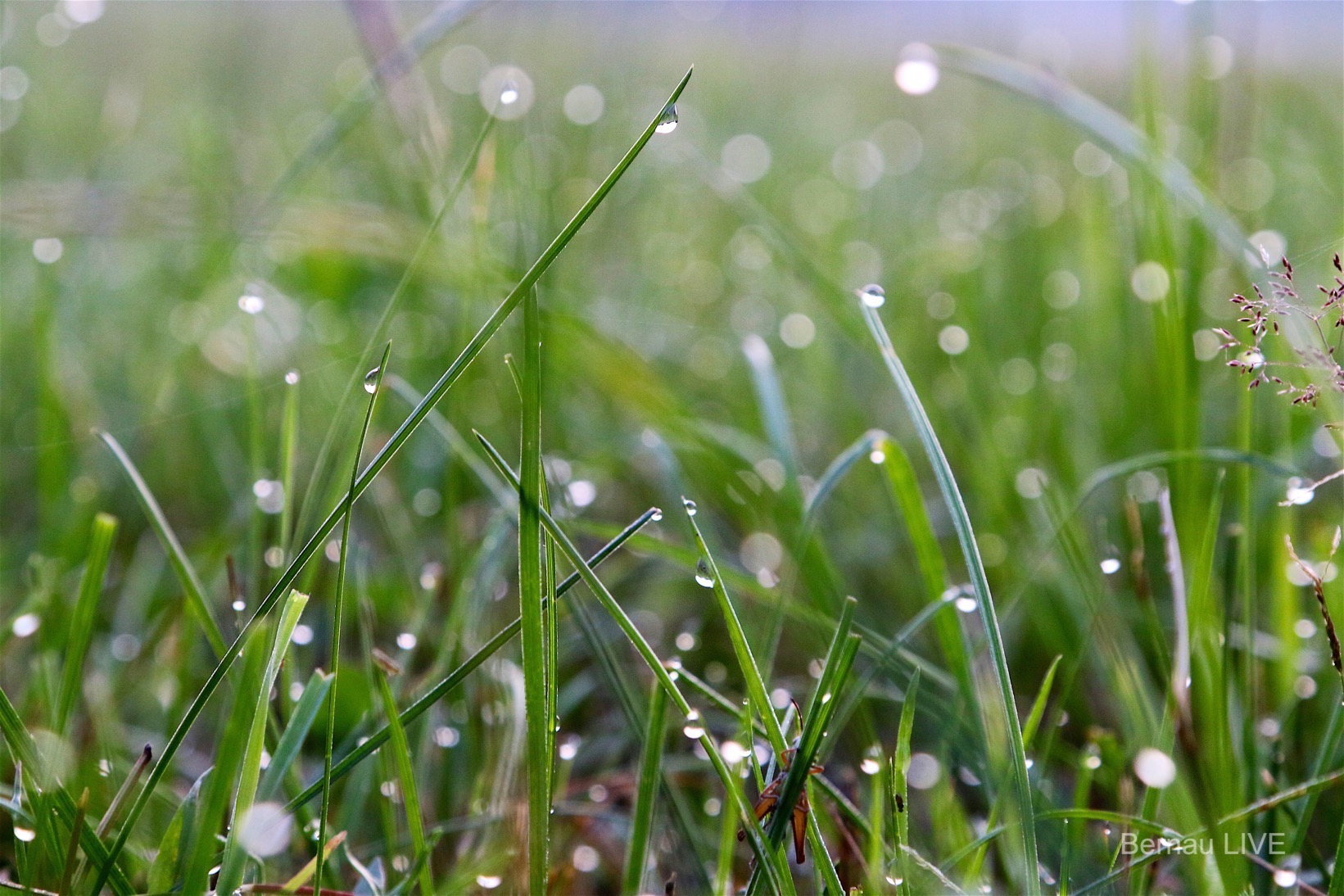 Guten Morgen, Bernau - Regen, Gras
