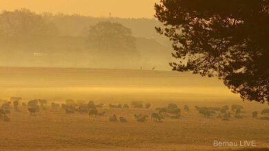 Guten Morgen und einen gut gelaunten, sonnigen Freitag 12 Bernau - guten Morgen - Sonnenaufgang Lobetal