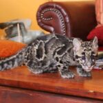 Tag des Artenschutzes: Wildkatzenzentrum Felidae in Tempelfelde 4 Nebelparder, Wildkatzenzentrum Felidae, Bernau LIVE