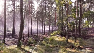 Barnim: Waldbrand, Waldbrandgefahrenstufe, Natur,