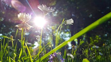 Bernau, Sonne, Blumen, Freitag, Bernau LIVE