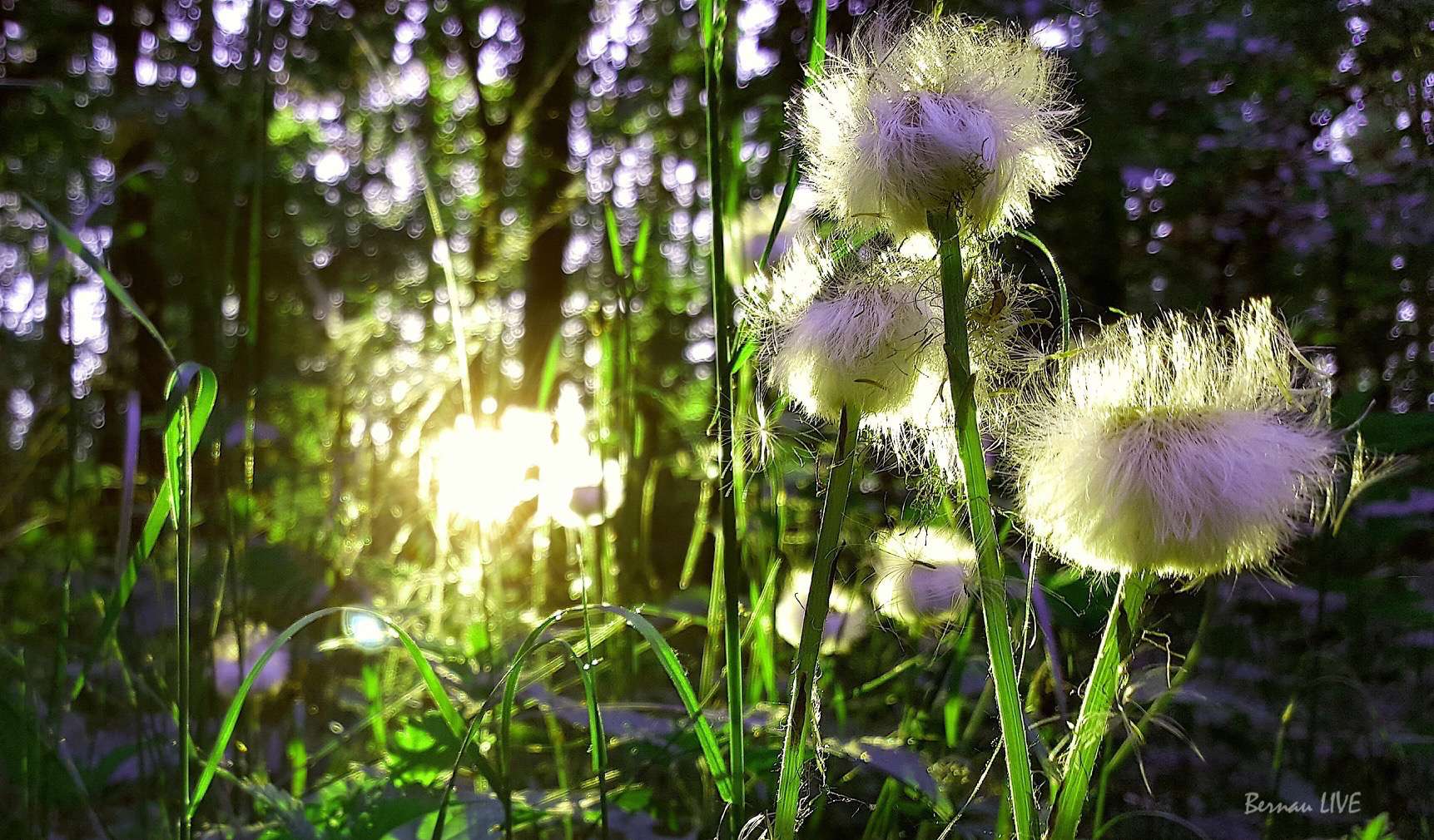 Bernau - Pfingstwochenende - Blumen - Sonne - Wald