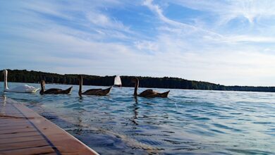 Bernau - Barnim: Sommer, Sonntag, See, Schwan