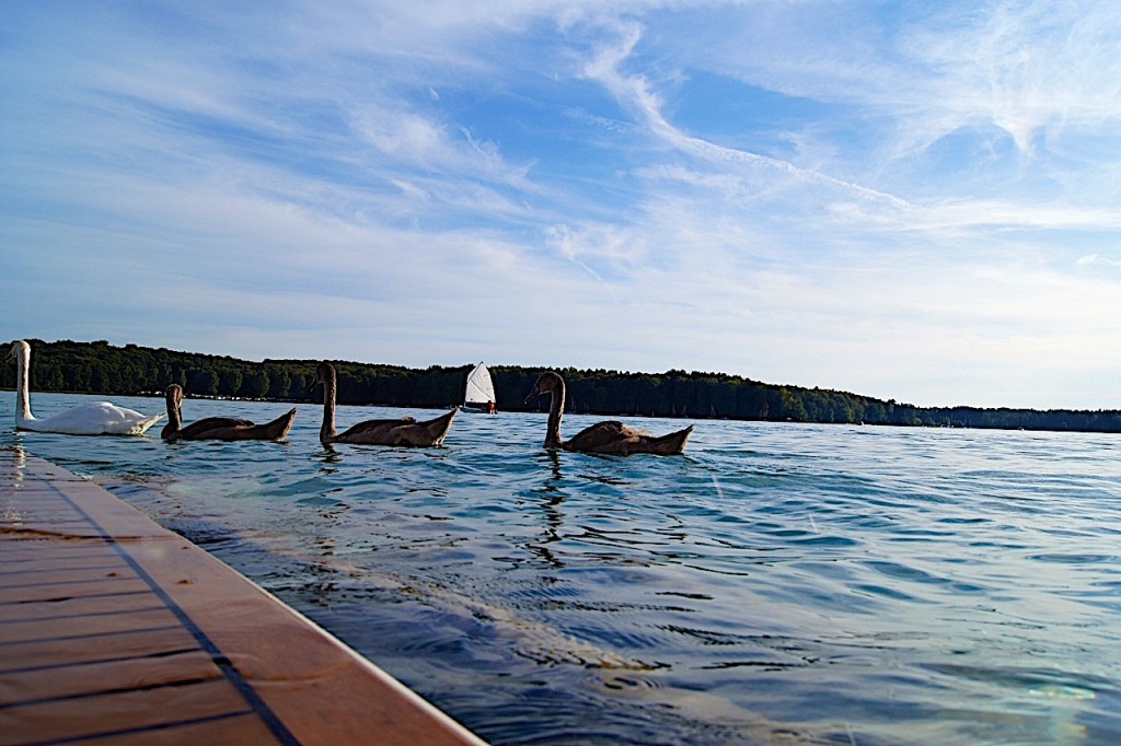 Bernau - Barnim: Sonntag, Sonne, bis zu 30 Grad! 1 Bernau - Barnim: Sommer, Sonntag, See, Schwan