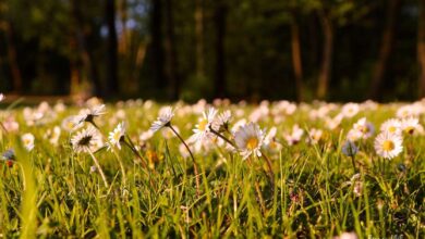 Bernau - Barnim - Guten Morgen mit Blumen