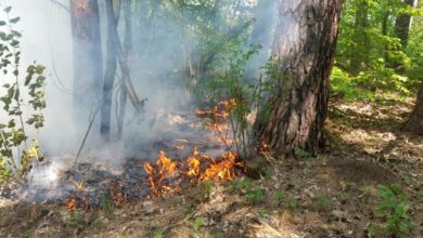 Waldbrand Barnim