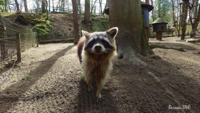 Zoo Eberswalde - Bernau LIVE