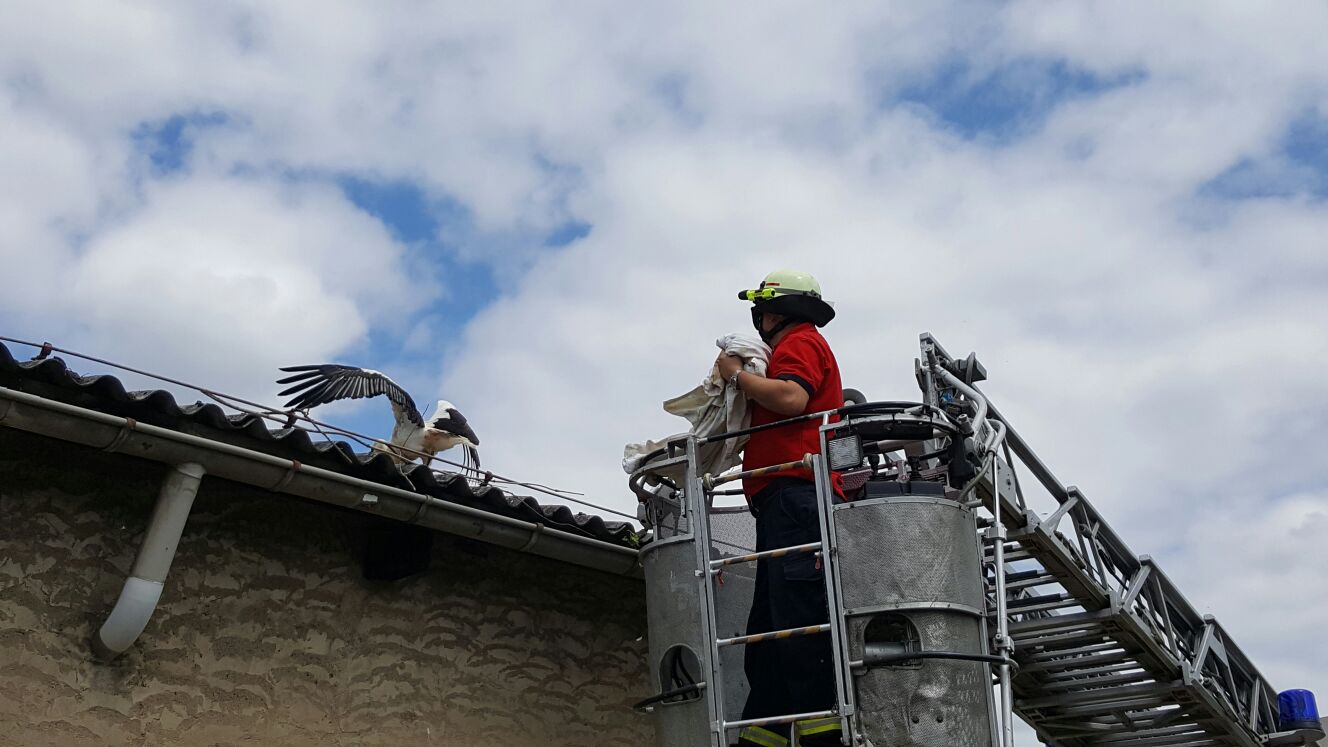 Feuerwehr Biesenthal rettet Jungstorch aus Solaranlage