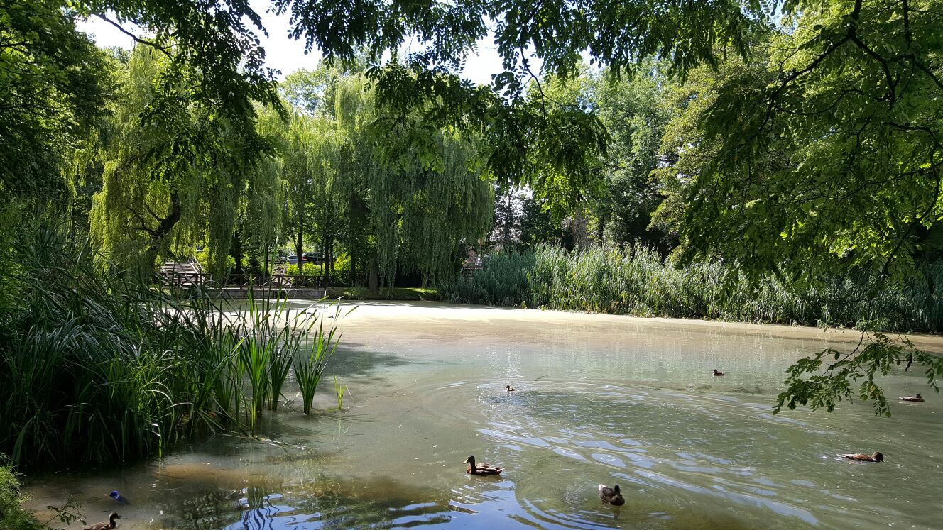 Kein Ölteppich auf dem Teich im Stadtpark Bernau