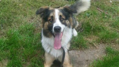 Bernau - Prenden: Eine wirre Geschichte um Hund Bentley