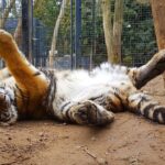 Dr. Doris Tesch: Ostern im Wildkatzenzentrum Felidae Tempelfelde 12 Formfehler brachte Verwirrung um Tiger DIEGO und dessen Gehege