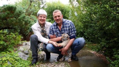 Bernau - Tempelfelde - Happy Birthday, Findel-Tiger Diego - Einladung