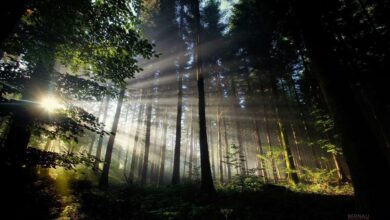 Bernau - Barnim: Guten Morgen und einen schönen Sonntag