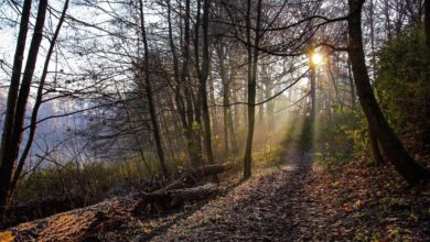 Wir wünschen Euch einen schönen Feiertag in Bernau und Barnim 13 Wir wünschen Euch einen schönen Feiertag in Bernau und Barnim