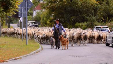 Khttps://bernau-live.de/wp-content/uploads/2016/10/IMG_4603.jpg