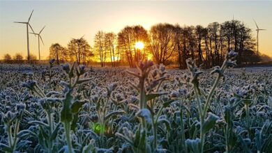 Bernau - Barnim: Guten Morgen an diesem frostigen Tag