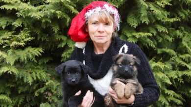 Bernau: Zahlreiche Besucher zum Advent im Tierheim Ladeburg