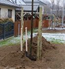 Baum des Jahres: 26 Winterlinden für den Finkenschlag in Ladeburg 6 img_2275