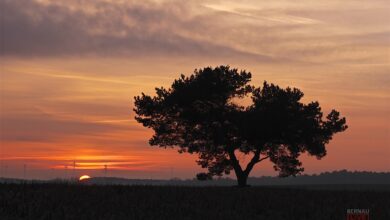 Bernau - Barnim: Guten Morgen, so zwei Tage vor Heiligabend