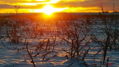 Bernau - Barnim: Guten Morgen bei traumhaft schönem Winterwetter