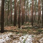 Bernau: Hunderte Bäume werden zur Zeit in Waldfrieden gefällt 10 Bernau: Hunderte Bäume werden zur Zeit in Waldfrieden gefällt