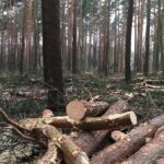 Bernau: Hunderte Bäume werden zur Zeit in Waldfrieden gefällt 11 Bernau: Hunderte Bäume werden zur Zeit in Waldfrieden gefällt