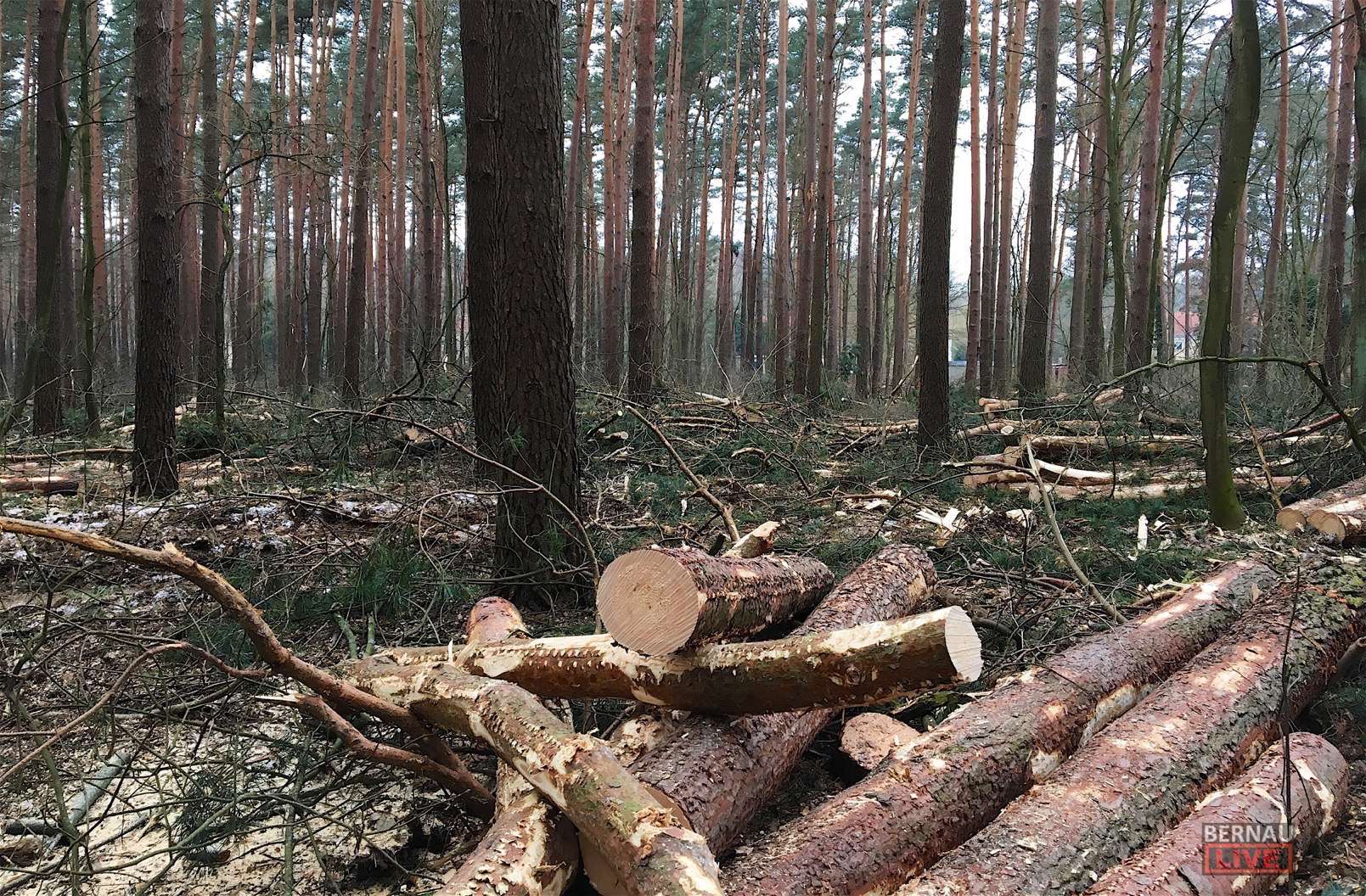 Bernau: Hunderte Bäume werden zur Zeit in Waldfrieden gefällt