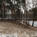 Bernau: Hunderte Bäume werden zur Zeit in Waldfrieden gefällt 5 Bernau: Hunderte Bäume werden zur Zeit in Waldfrieden gefällt