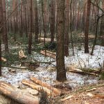 Bernau: Hunderte Bäume werden zur Zeit in Waldfrieden gefällt 8 Bernau: Hunderte Bäume werden zur Zeit in Waldfrieden gefällt