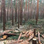 Bernau: Hunderte Bäume werden zur Zeit in Waldfrieden gefällt 9 Bernau: Hunderte Bäume werden zur Zeit in Waldfrieden gefällt