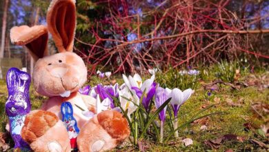 Heute: Osterhase und Ostereisersuche in der Innenstadt von Bernau