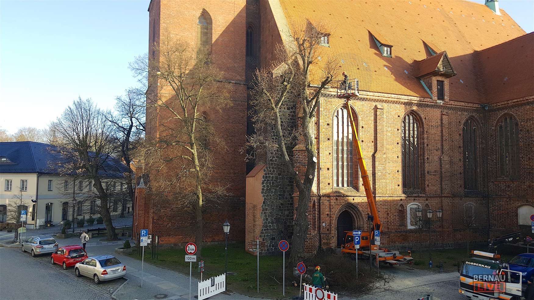 Bernau: Linde an der St.-Marien-Kirche musste gefällt werden