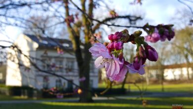 Bernau: Guten Morgen und Euch einen sonnigen Mittwoch