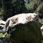 Dr. Doris Tesch: Ostern im Wildkatzenzentrum Felidae Tempelfelde 7 Bernau LIVE