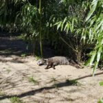 Dr. Doris Tesch: Ostern im Wildkatzenzentrum Felidae Tempelfelde 6 Bernau LIVE
