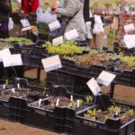 Die Sonne ist da: Auf zum Oster-Kloster-Spektakel nach Chorin 6 Bernau LIVE